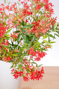 Close-up of red flowers blooming on tree