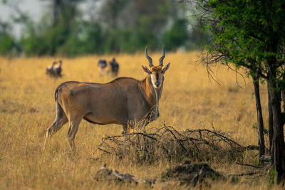 Deer standing on field