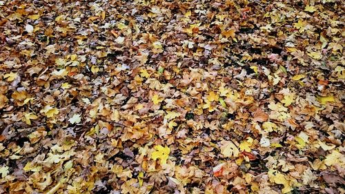 Full frame shot of leaves