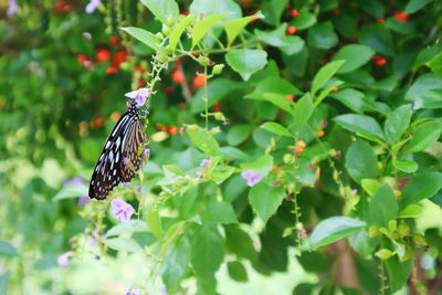 Butterfly on purple flower