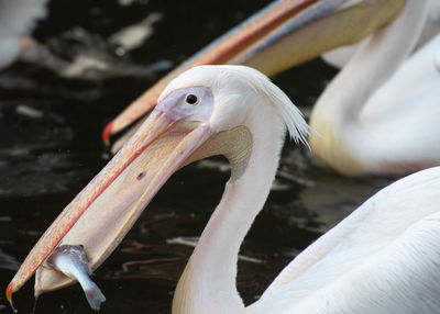 Close-up of pelican in lake