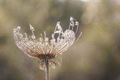 Close-up of wilted plant against white background