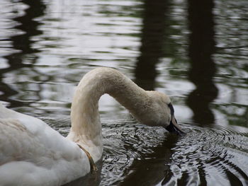 Close-up of swan swimming in lake