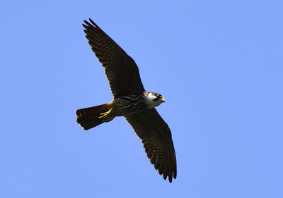 Low angle view of eagle flying against clear blue sky