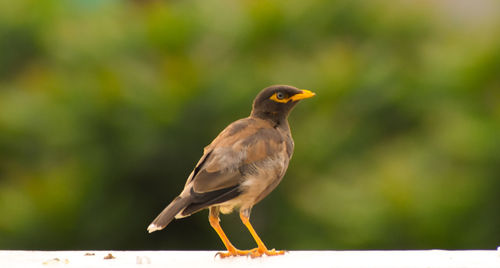 Close-up of bird perching on stem