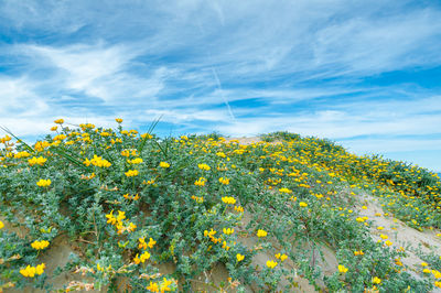 Close-up of yellow flowering plants on field against sky