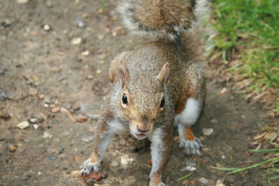 Portrait of squirrel