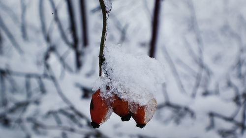 Close up of frost covered with snow