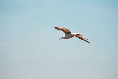 Low angle view of seagull flying in sky