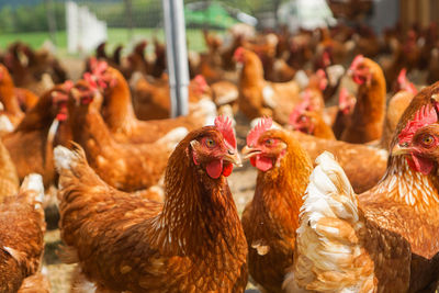 Close-up of birds in the farm