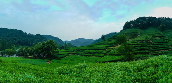 Scenic view of agricultural field against sky