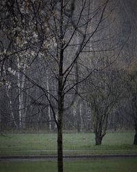 Bare trees on grassy field