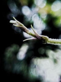 Close-up of plant