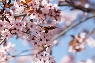Close-up of insect on cherry blossom