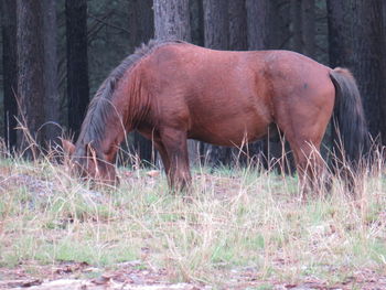 Horse in a field