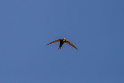 Low angle view of a bird flying