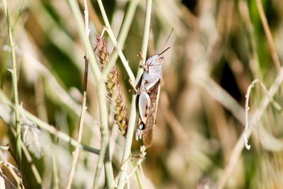 Close-up of insect on plant