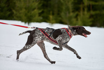 Running pointer dog on sled dog racing. winter dog sport sled team competition. english pointer dog