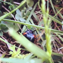 Close-up of insect on plant