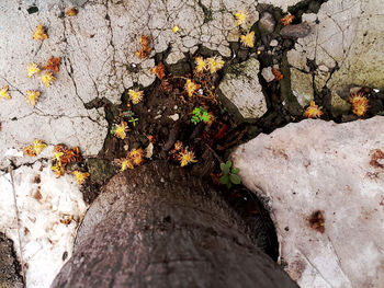 Close-up of lichen on tree trunk