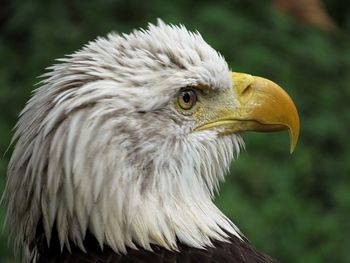 Close-up of eagle