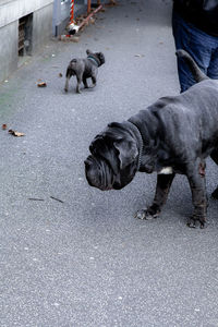 High angle view of dog on road in city