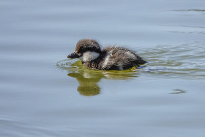 Duck swimming in a lake