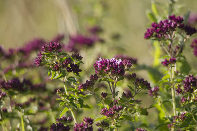 Close-up of pink flowering plant