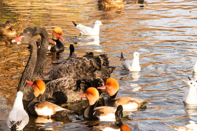 Ducks in a lake