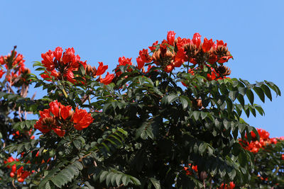 Low angle view of red flowering plant against clear sky