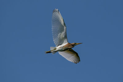 Low angle view of seagull flying