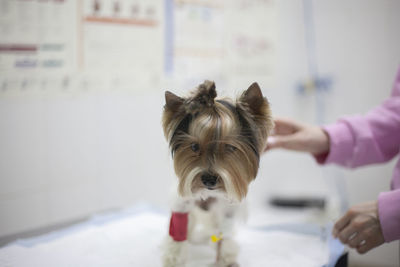 Dog at the vet. a dropper for an animal. pet treatment. 