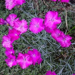 High angle view of pink flowers in bloom