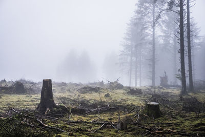 Panoramic shot of trees on field against sky