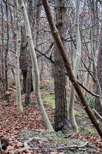 Bare trees in forest against sky