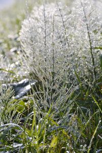 Close-up of fresh plants with water drops
