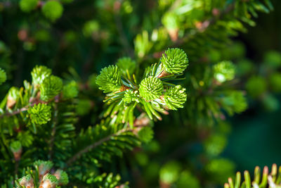 Christmas tree or silver fir, abies alba, twigs with young shoots in spring