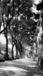 Man walking on road along bare trees