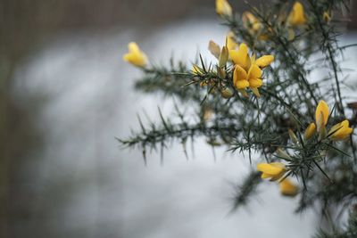 Close-up of yellow flowering plant