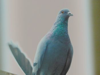 Close-up of peacock perching outdoors