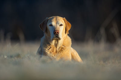 Close-up of dog