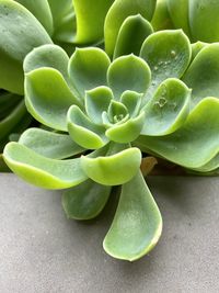 succulent plant