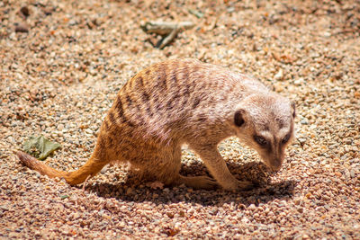 Meerkat digging