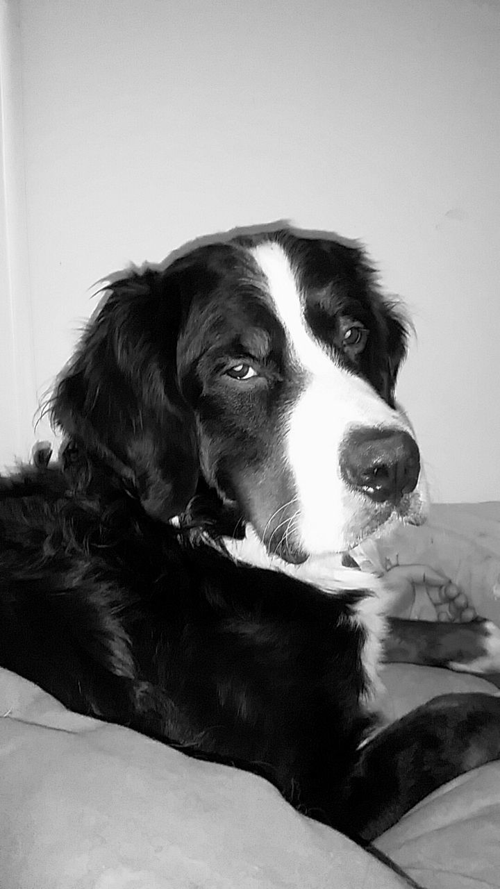 CLOSE-UP OF DOG AT CAMERA