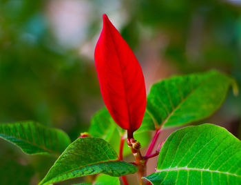 Close-up of red leaves on plant