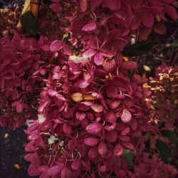 Close-up of flowers blooming outdoors