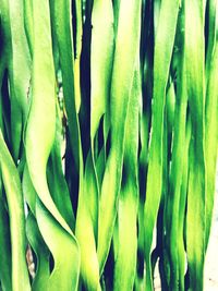 Close-up of green leaves