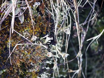 Close-up of plants