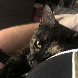 Close-up portrait of cat relaxing on bed at home