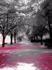 Pathway along trees in park